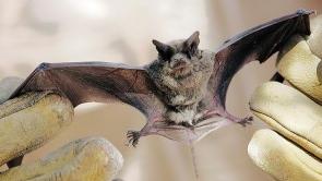 Bat tests positive for rabies at Grand Canyon